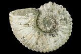 Bumpy Ammonite (Douvilleiceras) Fossil - Madagascar #160403-1